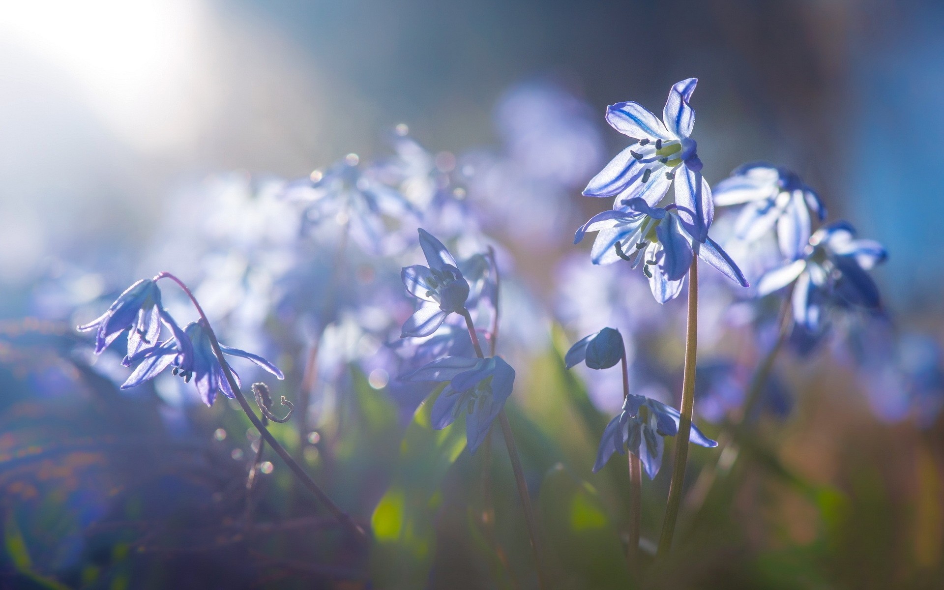 makro licht blumen natur