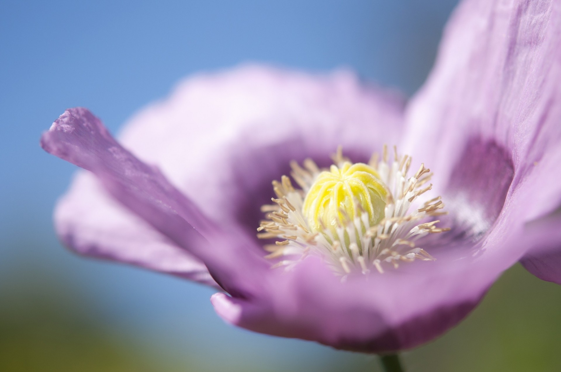 macro papavero fiore petali lilla