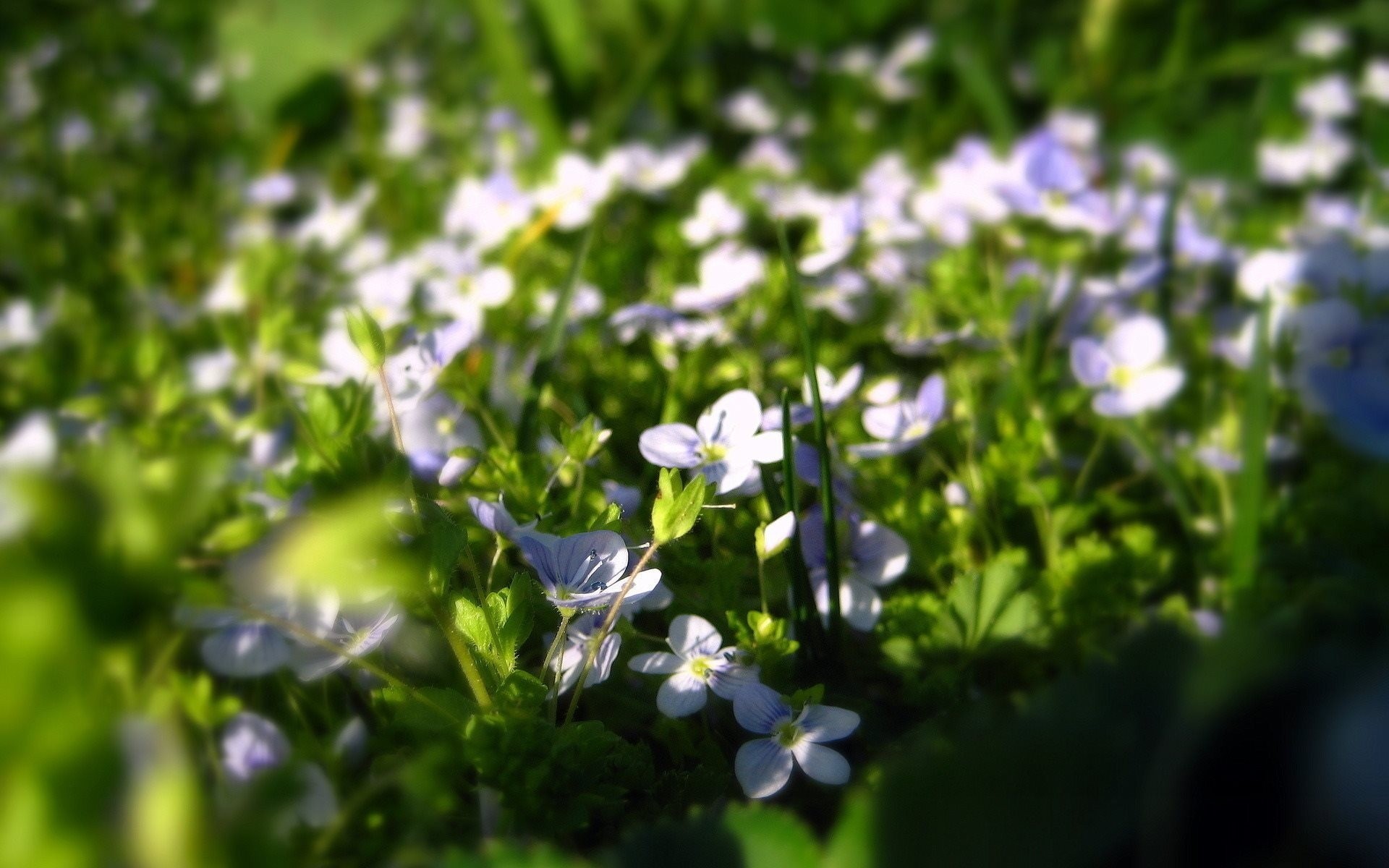 natura fiori macro