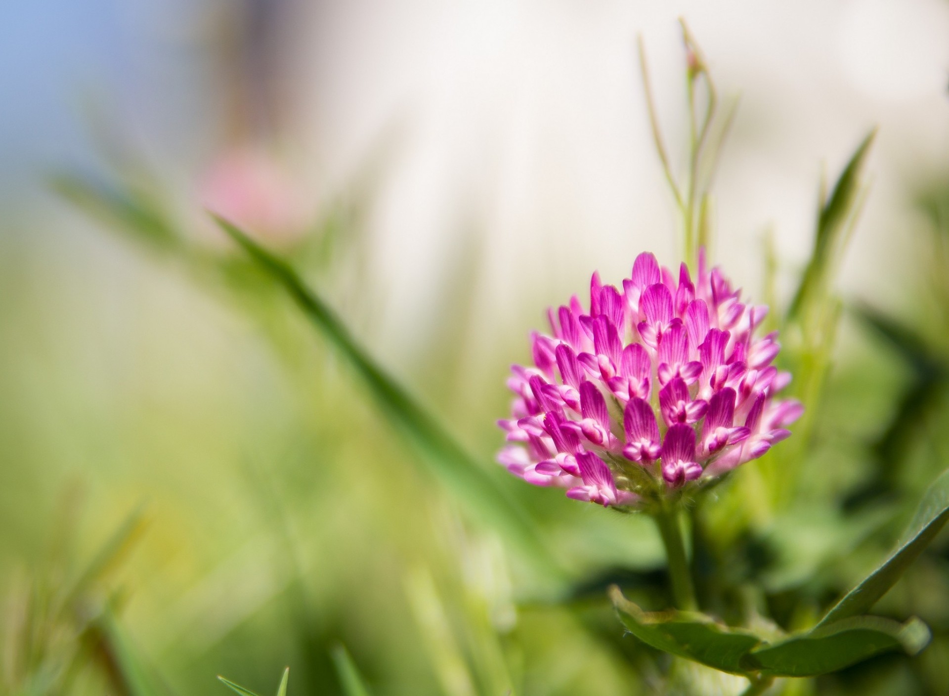 fond fleur rose trèfle