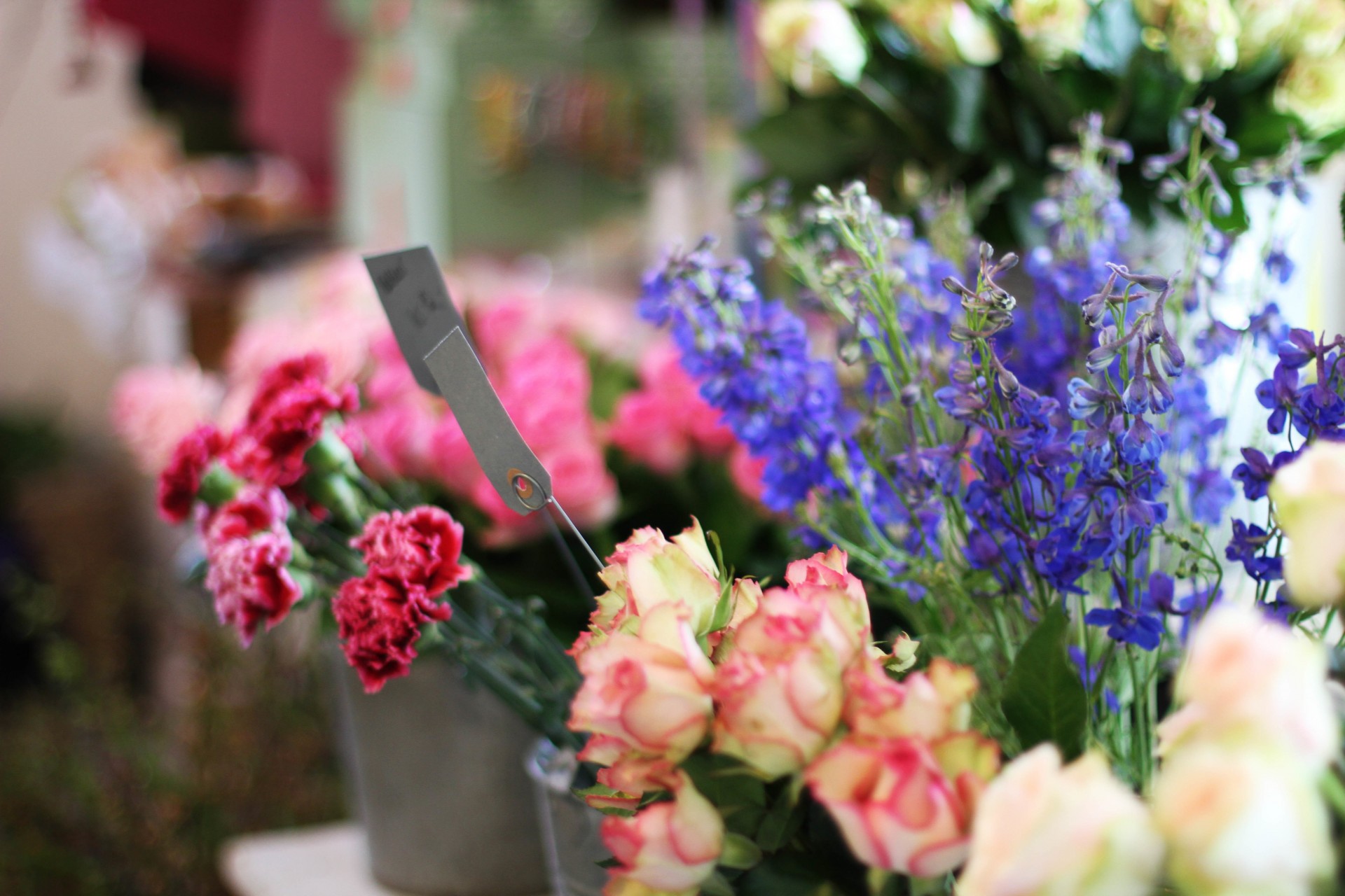 nelken blumen rosen