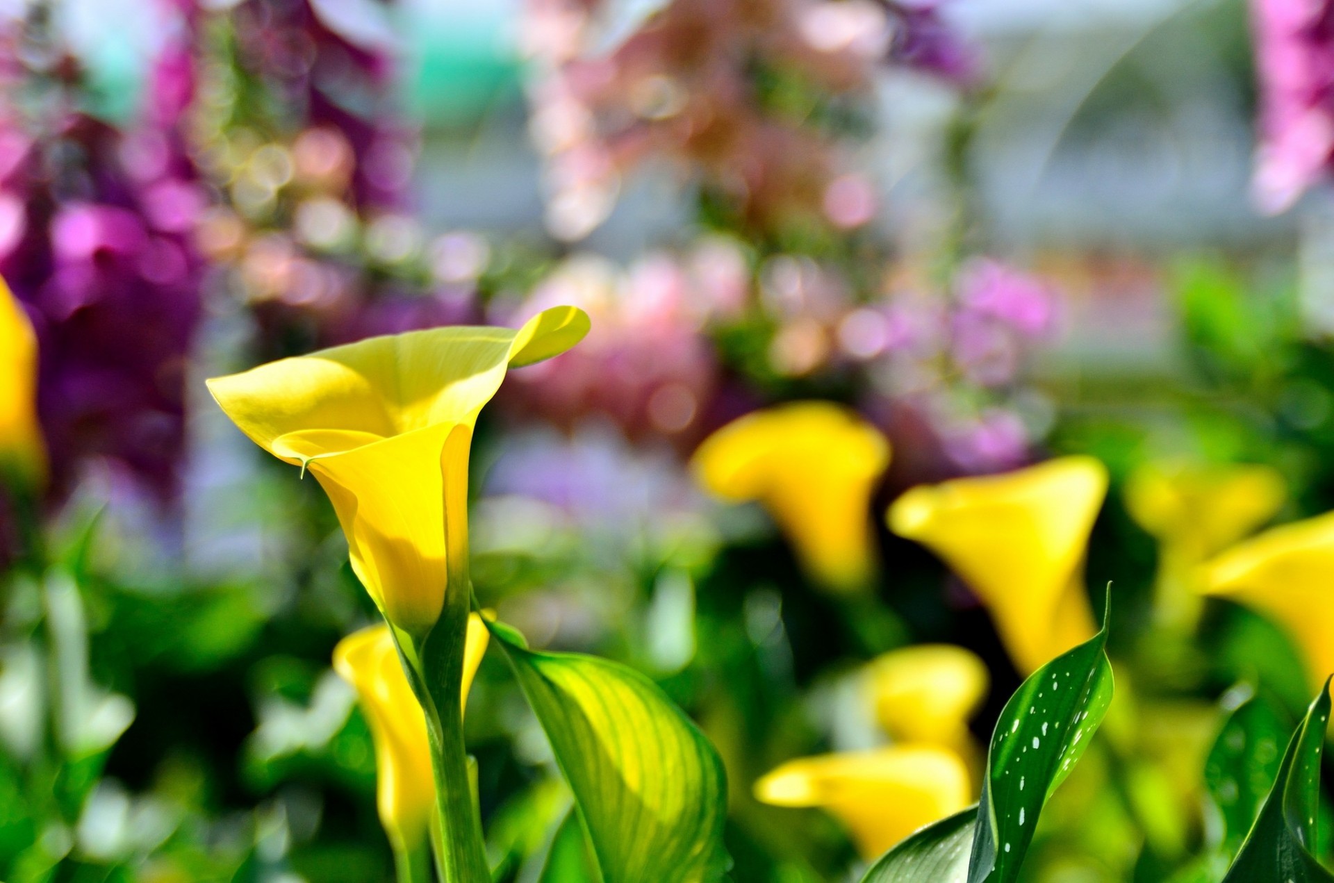 sfondo fiore sfocatura giallo