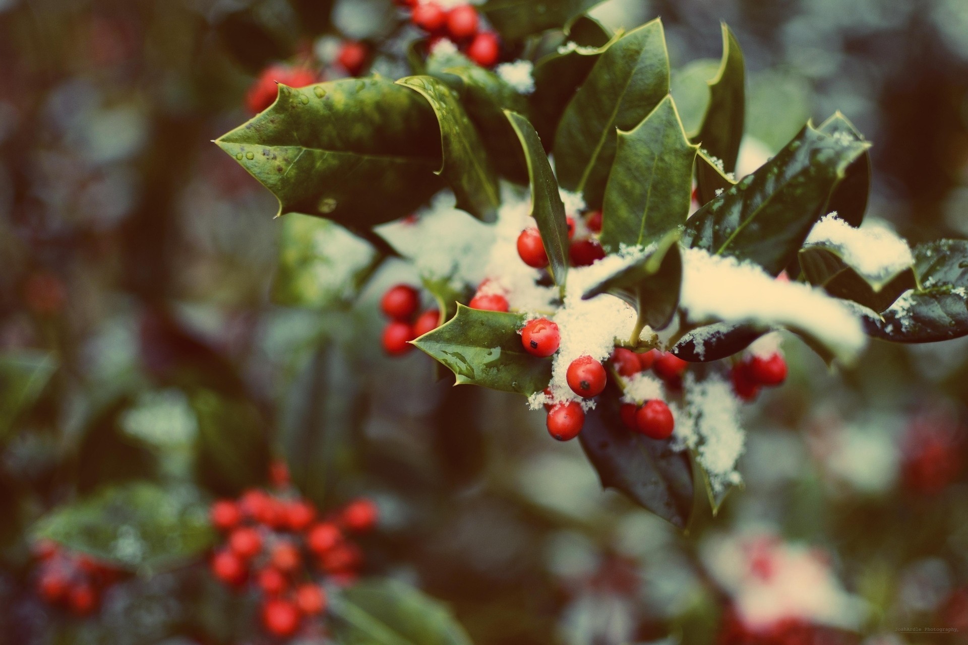 neige rouge feuille fleur hiver