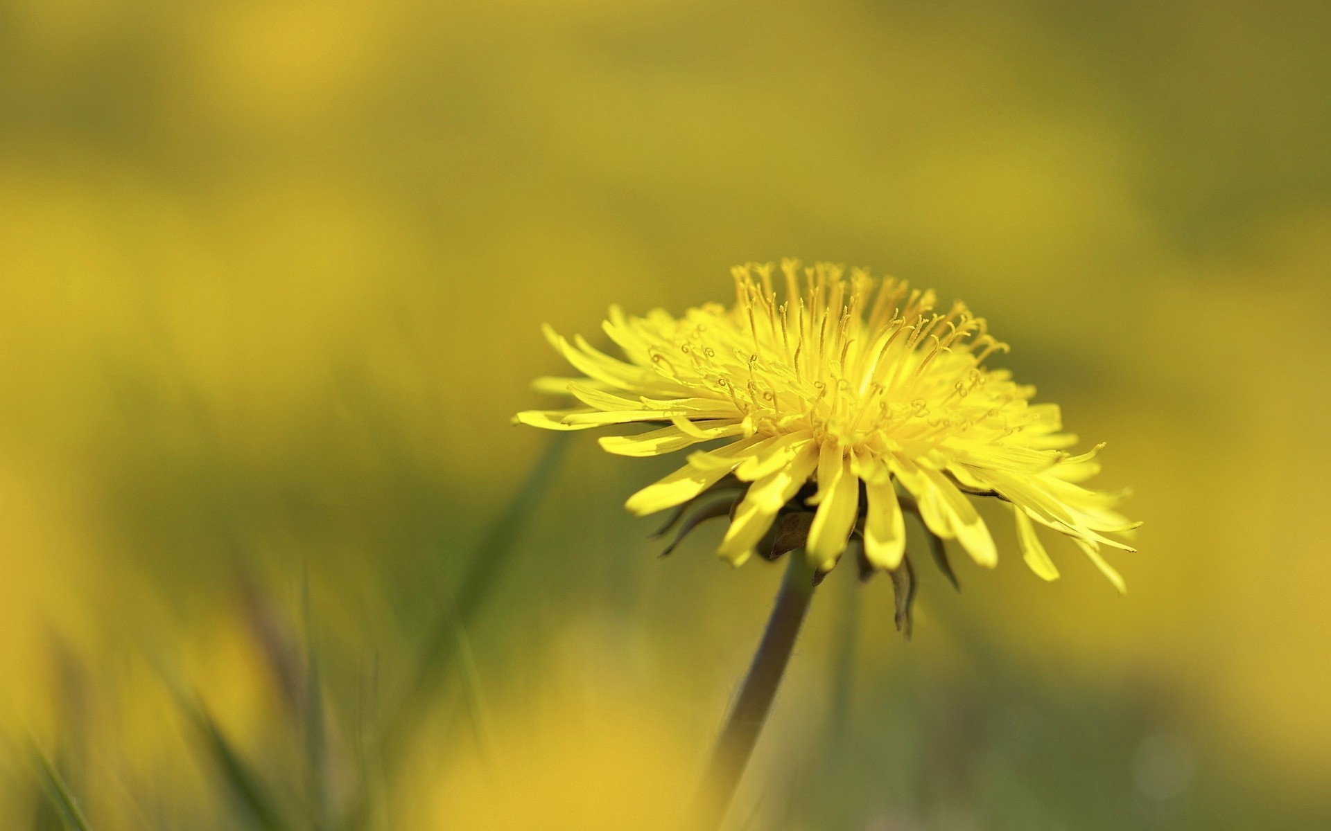 dandelion flower