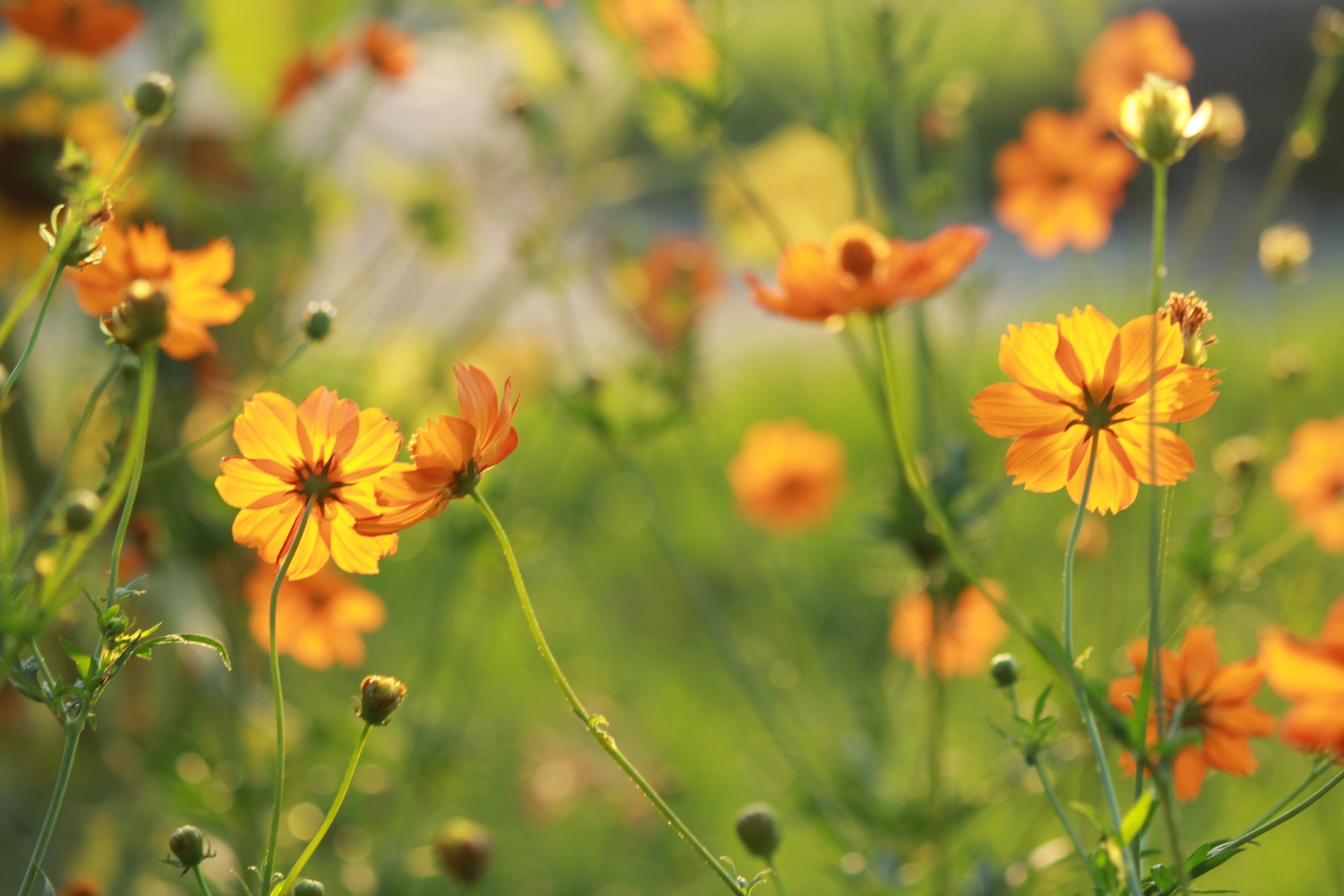 sole arancione fiori natura