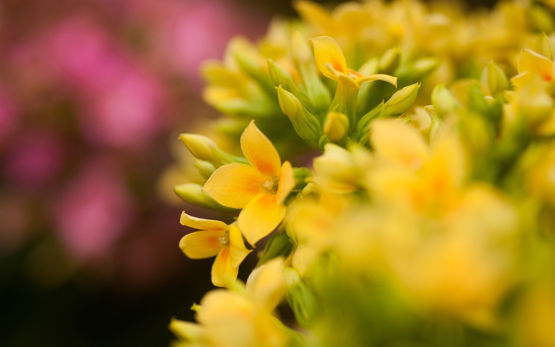 amarillo flores rosa macro enfoque