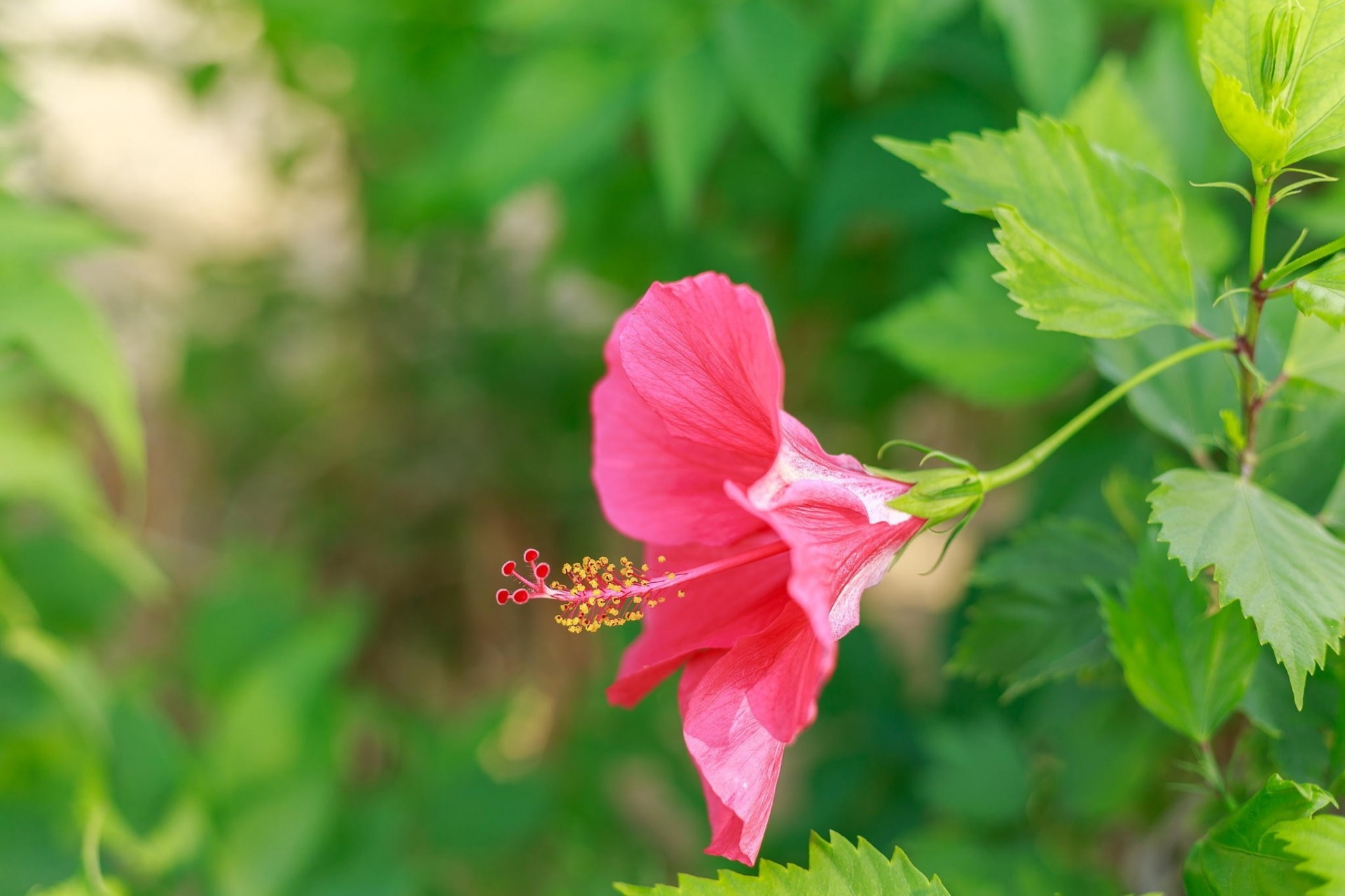 blatt blume pflanze hibiskus rot