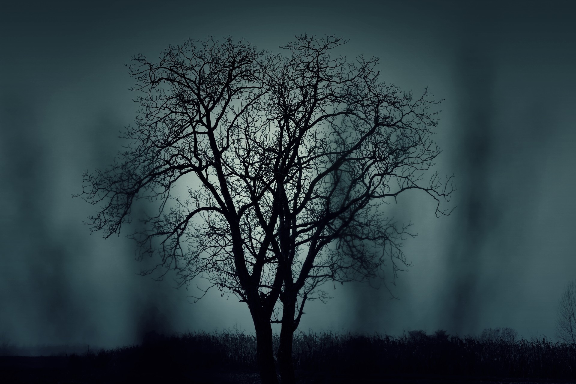 árbol noche oscuro-