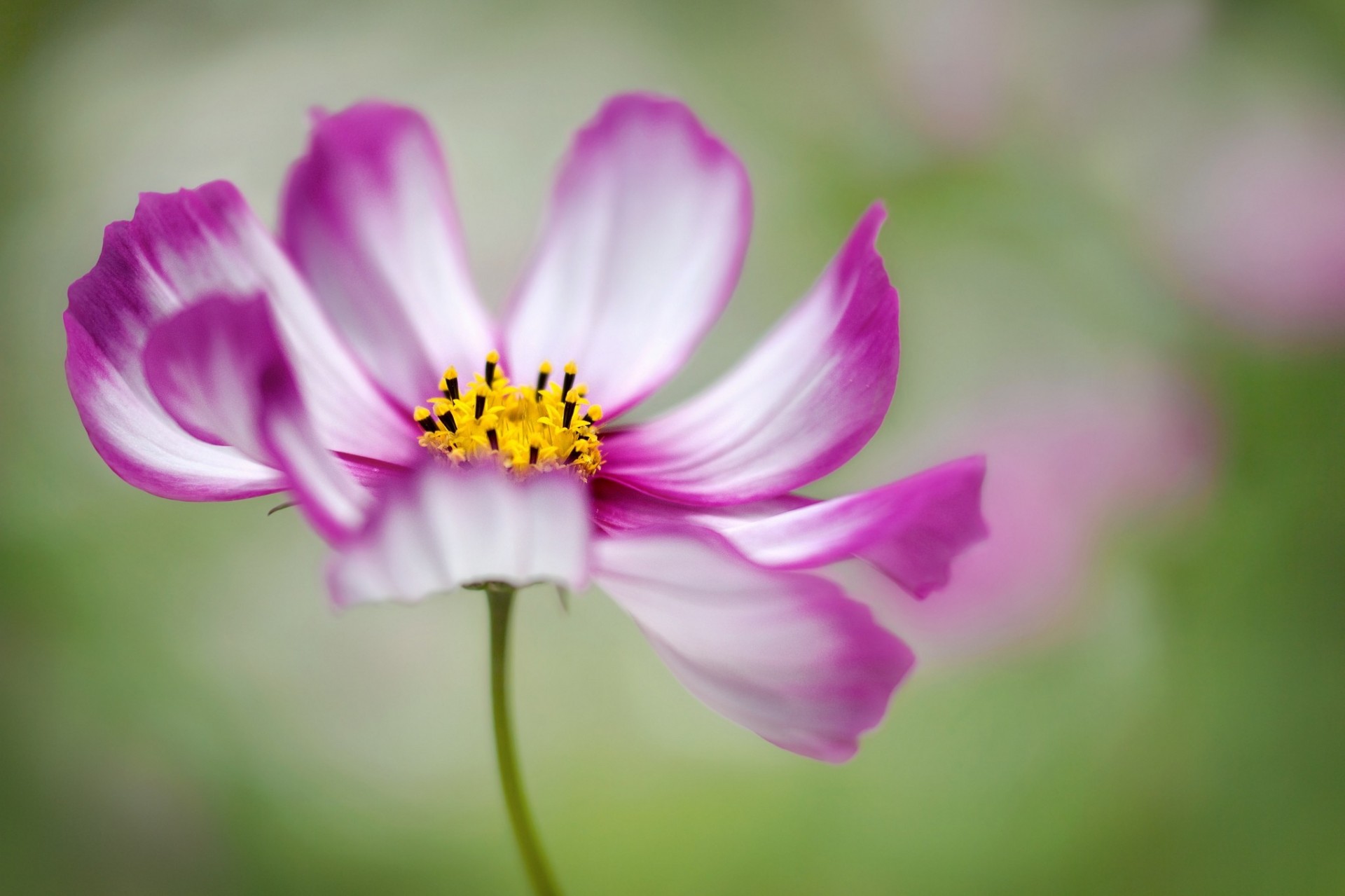 gros plan fleur pétales