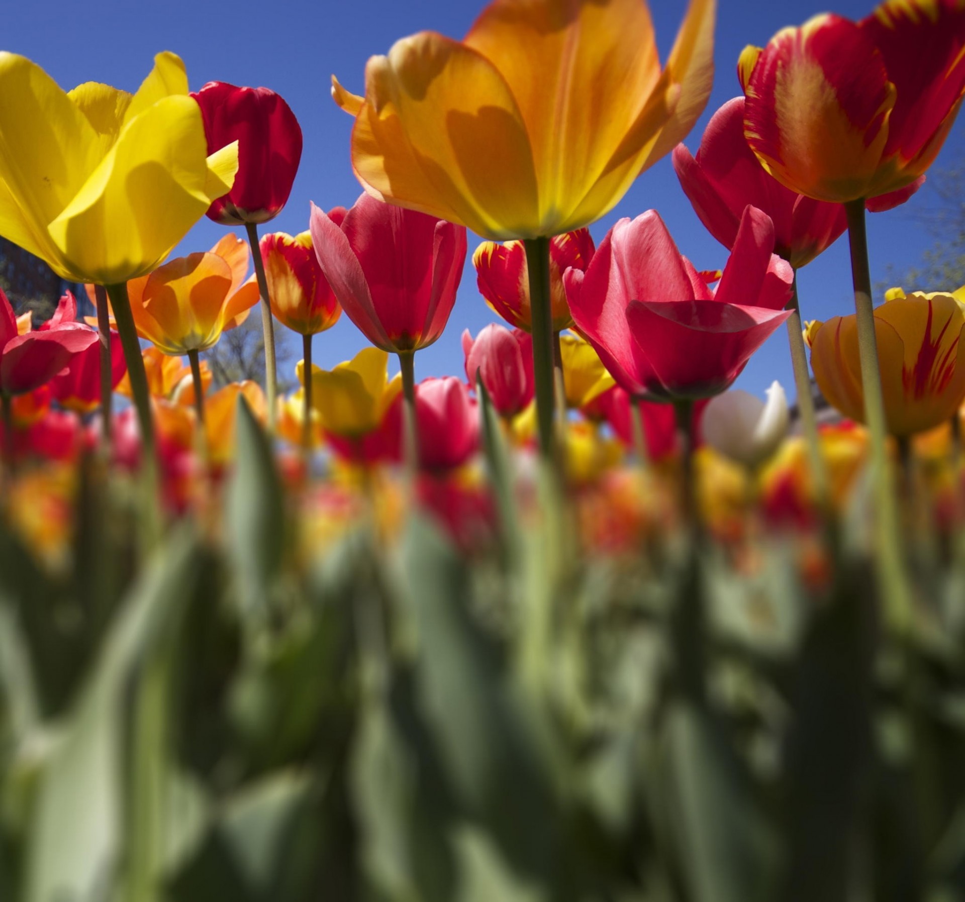 pink yellow flower plantation tulip