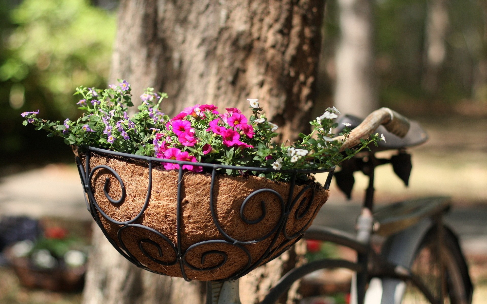 straße blumen fahrrad