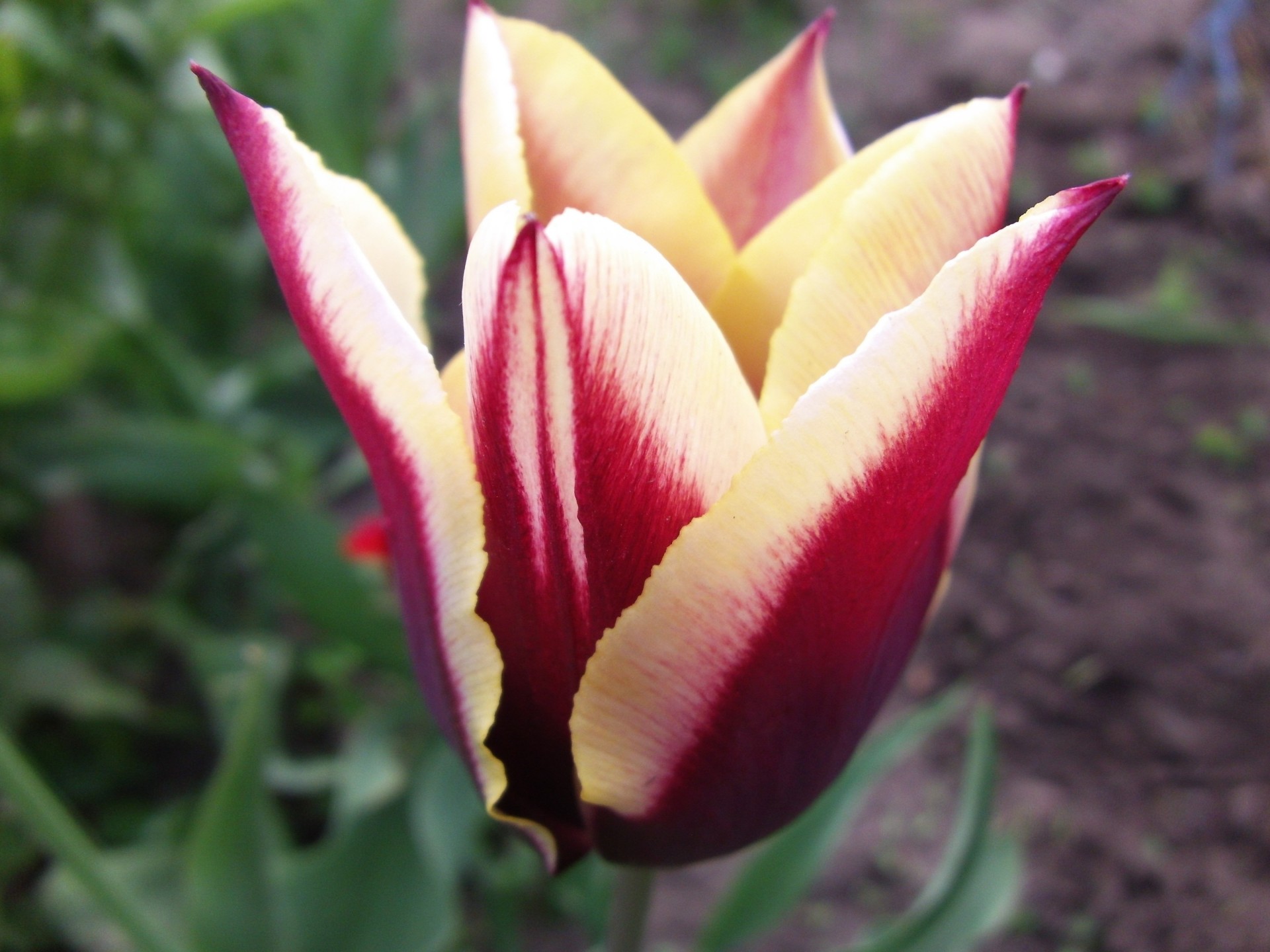 tulip flower