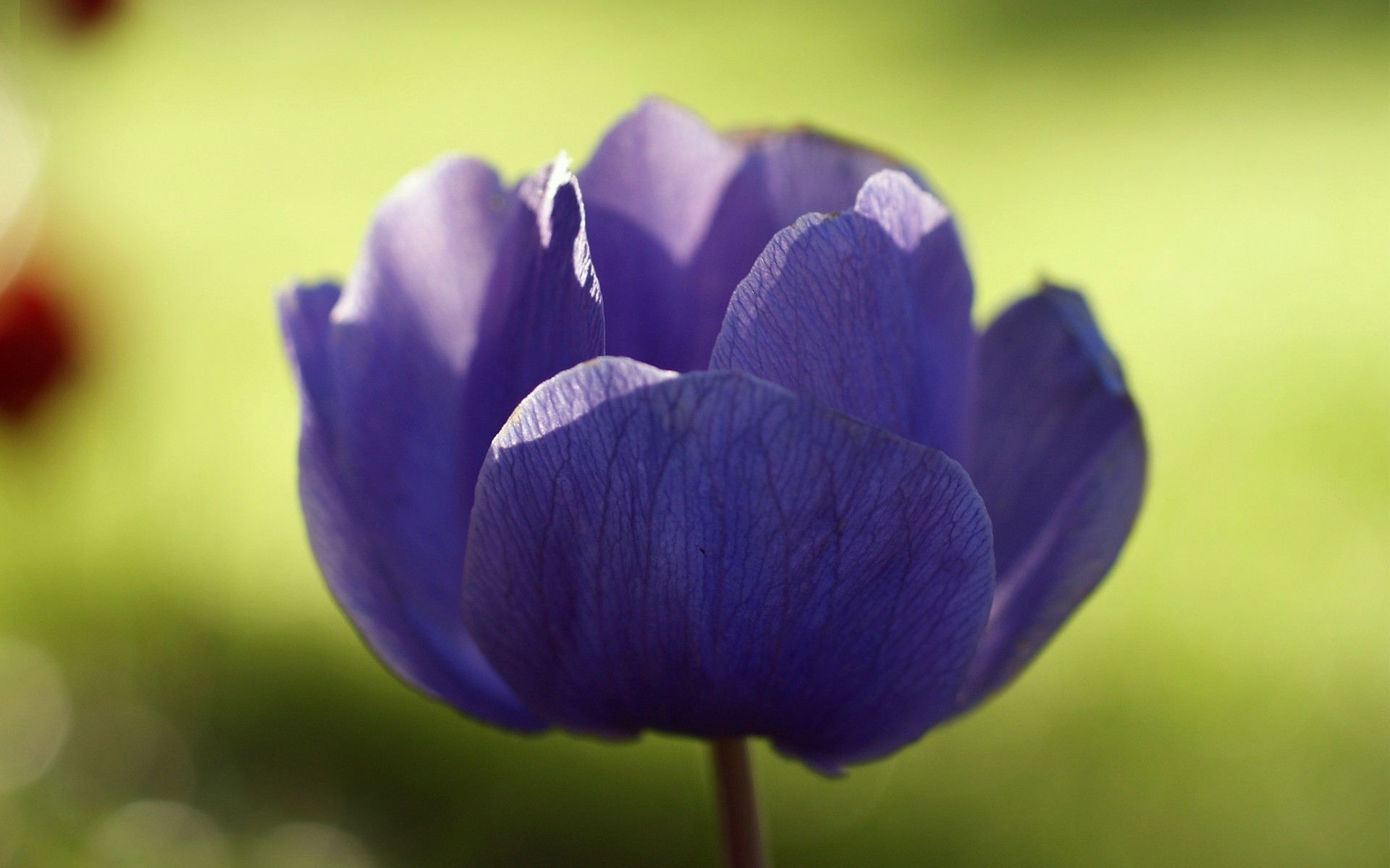 flower anemone solar purple close up