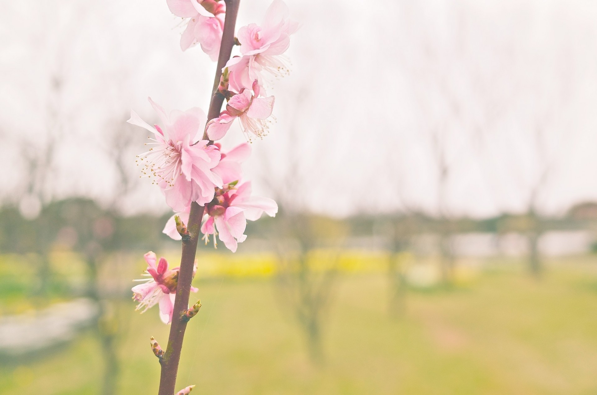 blume sakura rosa zweig