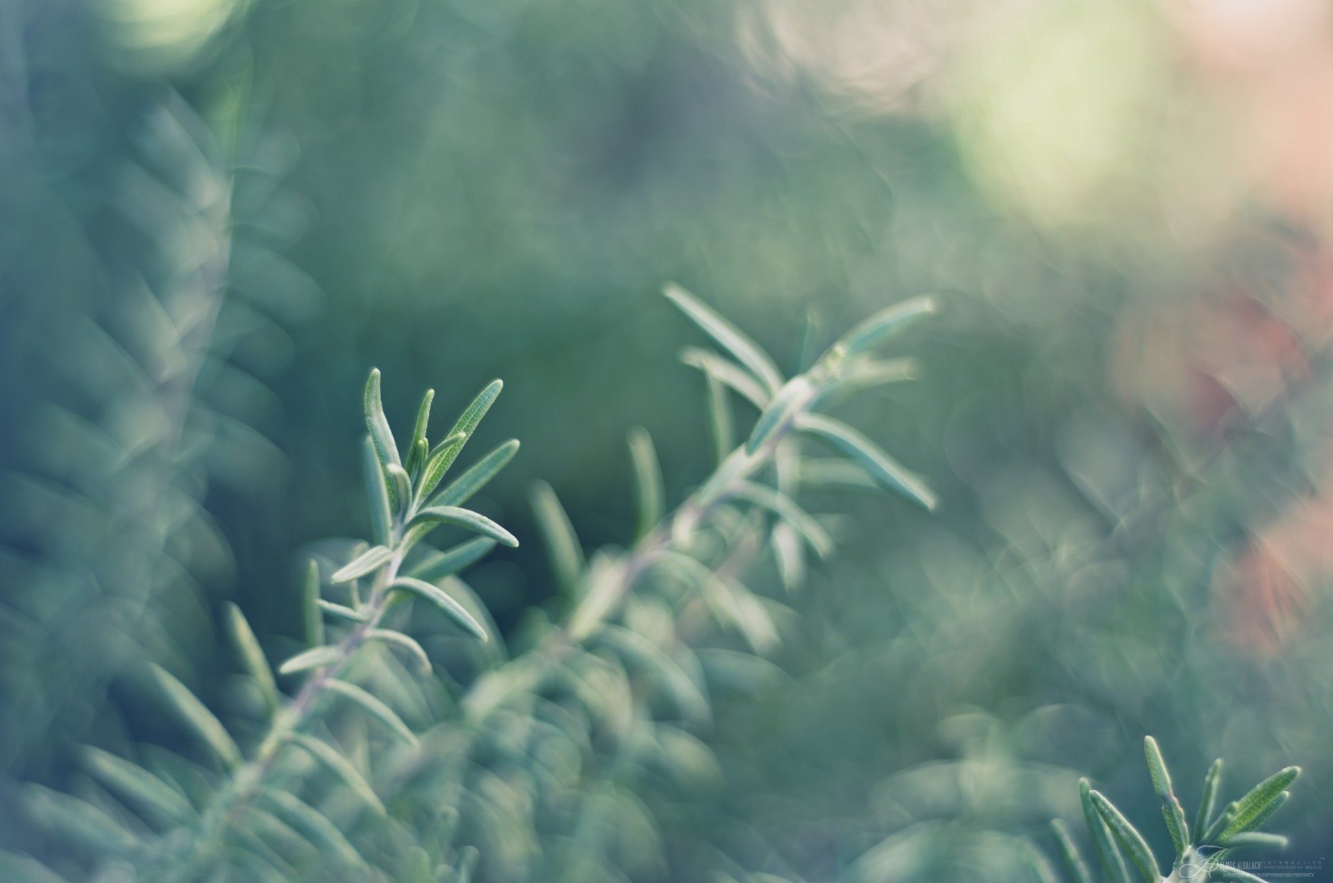 plant flower rosemary