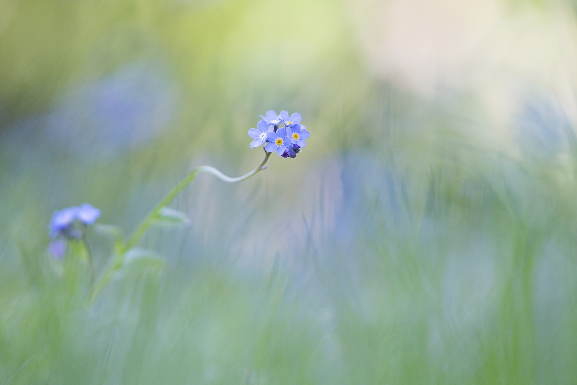 fond bleu fleurs myosotis