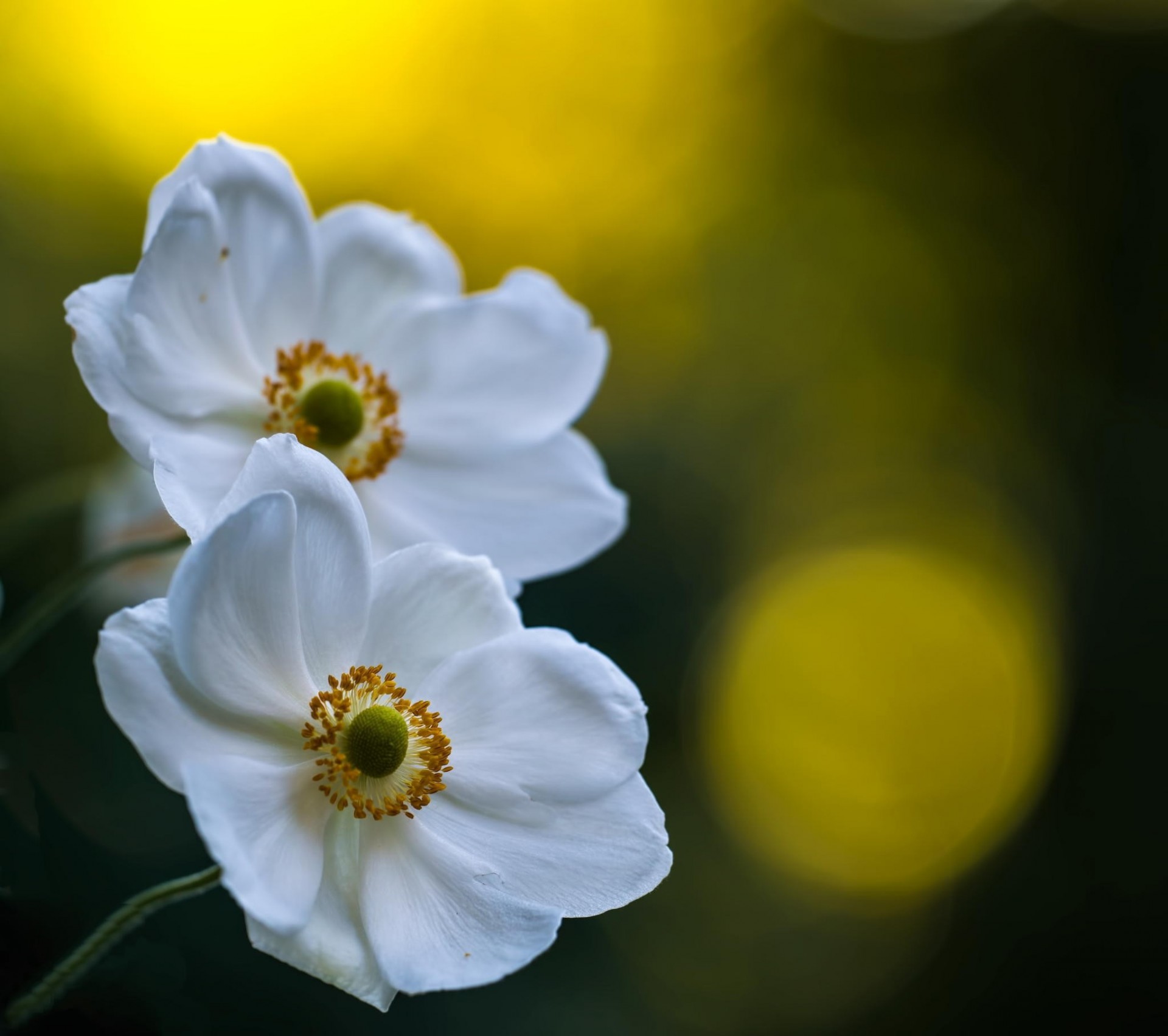 close up flower white