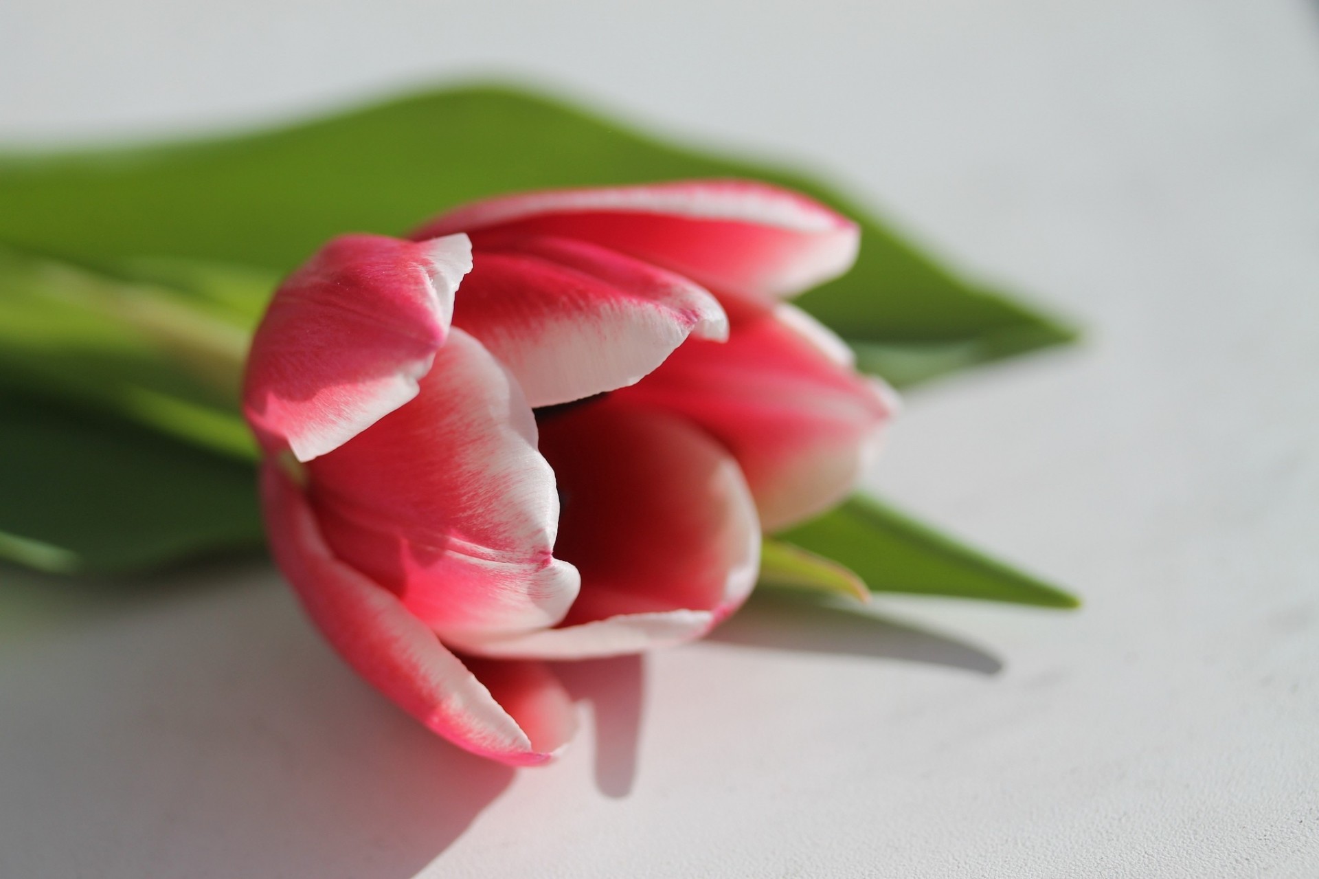 tulpe weiß blütenblätter rot