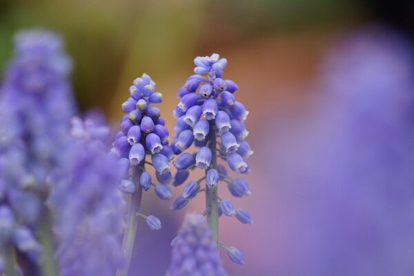 Fleurs de mascaras parfumées bleues