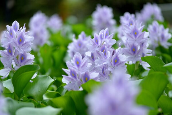 Lila Blumen Nahaufnahme schießen