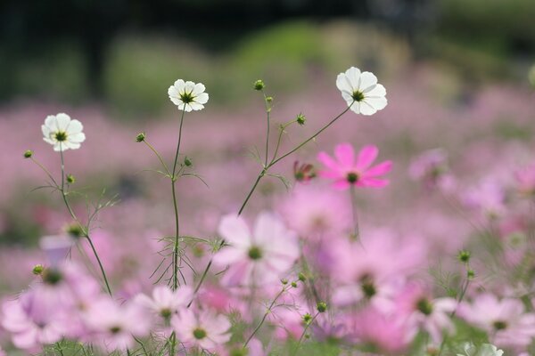 Beautiful white flowers in pink