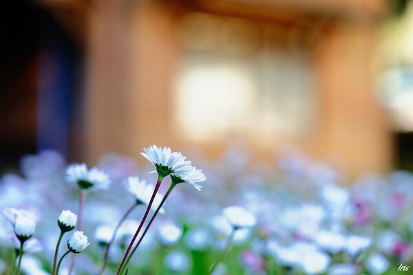 Weiße Blumen auf verschwommenem Hintergrund