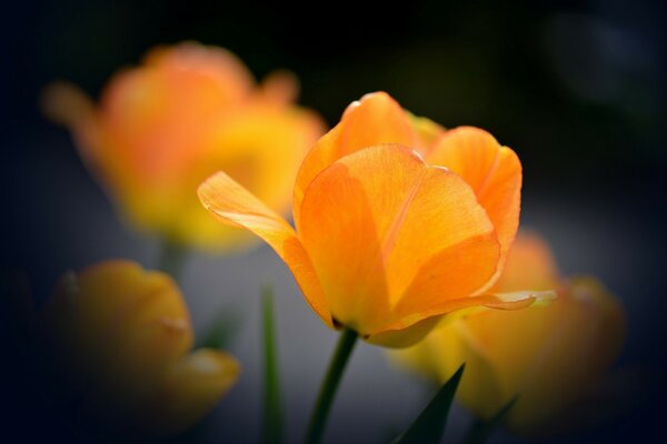 Hintergrund. Orange Tulpe im Objektiv