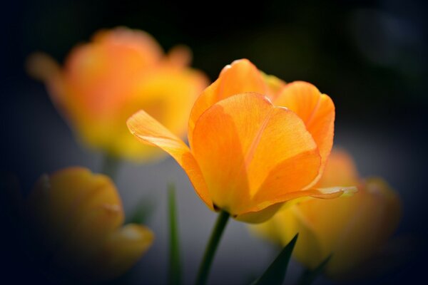 Toile de fond. Tulipe orange dans l objectif