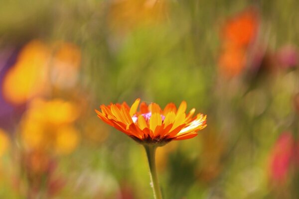 Orange flower on a blurry background