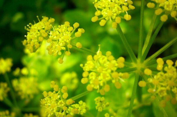 Die ersten gelben Frühlingsblumen