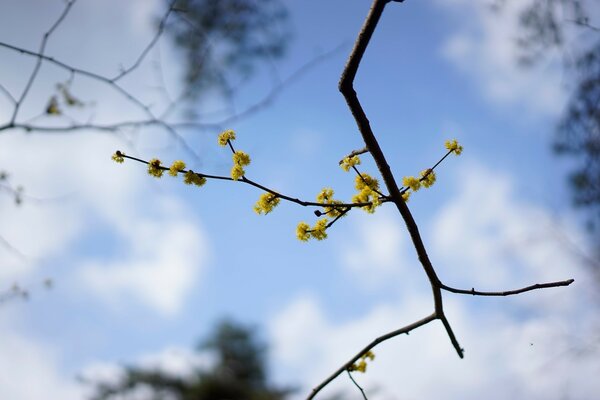 Cielo blu con un ramo di fiori