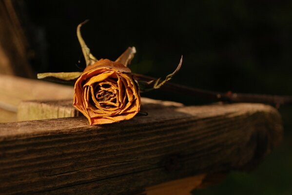 Rosa de té solitario en la mesa