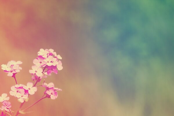 A sprig of a flower as a symbol of eternity