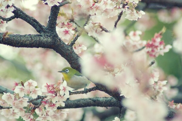 Blühender Frühlingsbaum mit Vogel