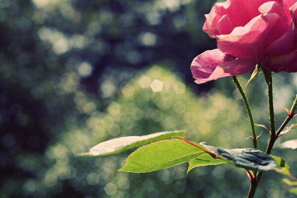 Rose rose dans la journée du matin