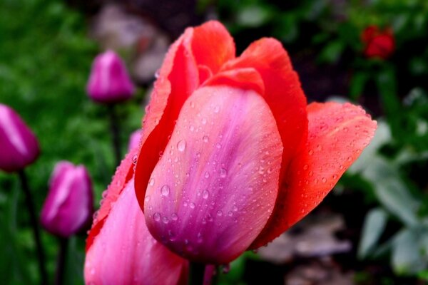 Comme les tulipes sont bonnes après la pluie!