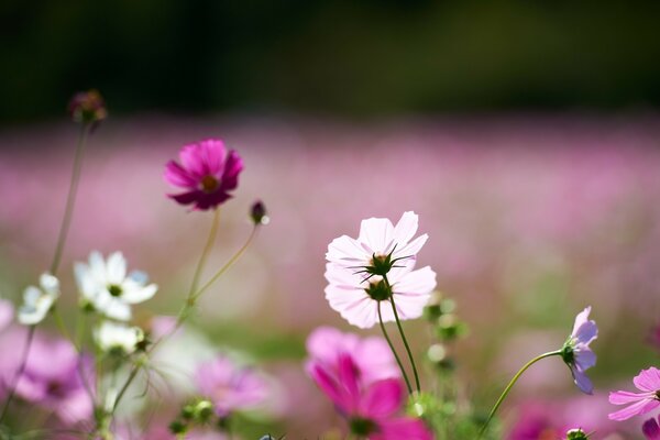 Small, white flowers on a large field