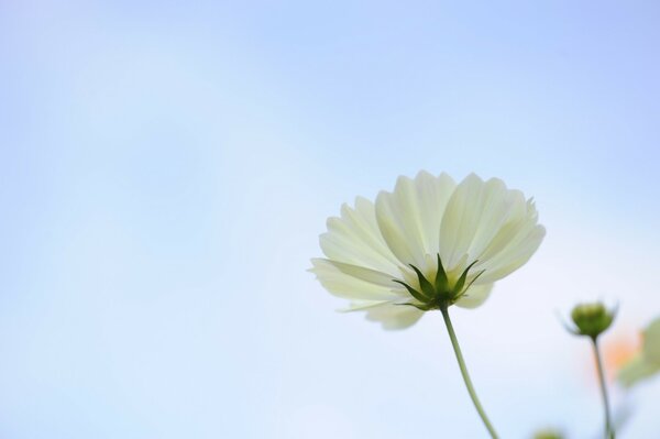 Einsame Blumen im Feld und blauer Himmel