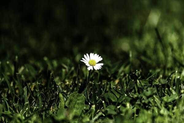 A lonely flower in a sunny clearing