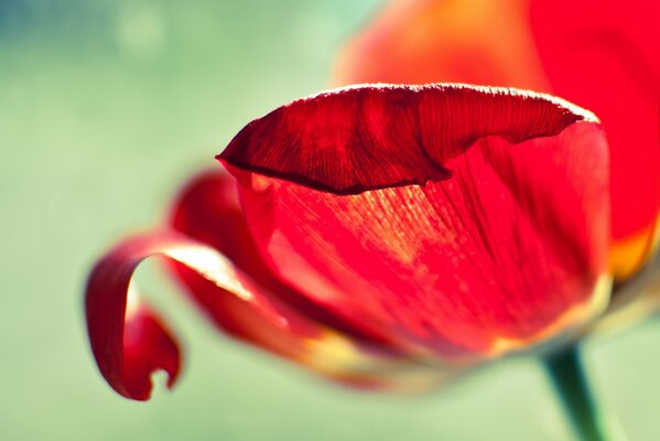 Macro de pétales de tulipes rouges