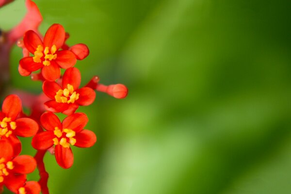 A clear day and an unusual flower