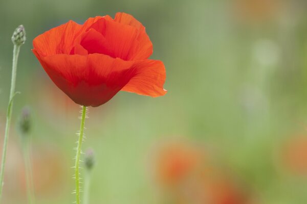 Unique bright red poppy petals