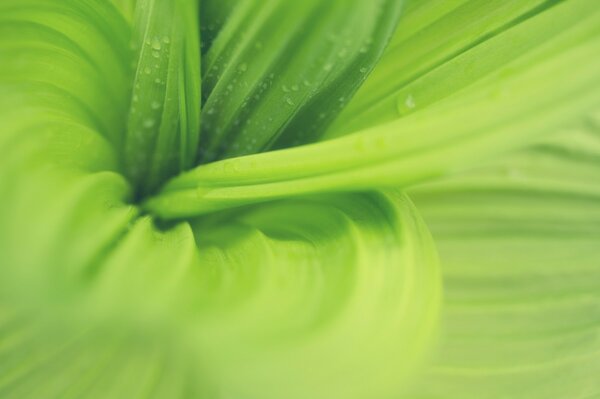 A moment in the lens. Green Splendor