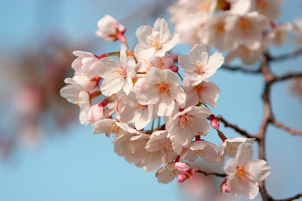 Delicate sakura petals in Japan