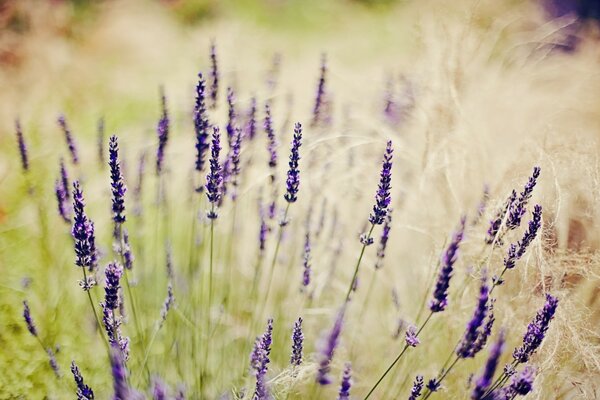 Lilac flowers in a field with grass