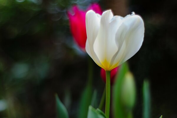 Biało-czerwona zieleń tulipanów