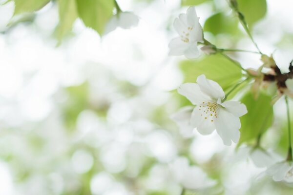 Белые цветы вишни на дереве