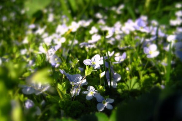 Fiori in miniatura in natura. Foto scattata sotto Macro