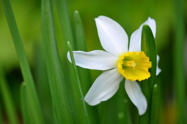 Narcisse-un exemple d une belle combinaison de blanc-jaune-vert