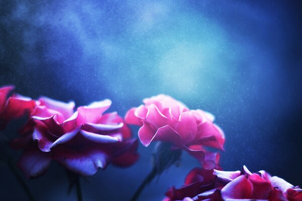 Rosa Blüten auf blauem Hintergrund